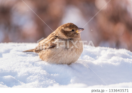 House Sparrow, Passer domesticus, standing in the snow. 133643571