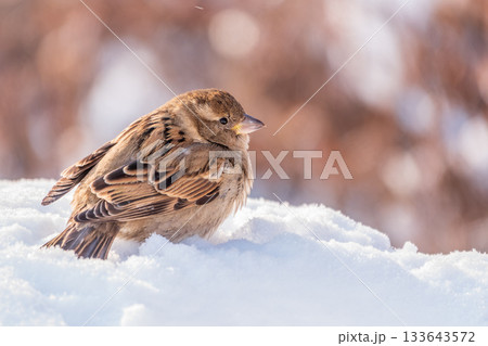 House Sparrow, Passer domesticus, standing in the snow. 133643572