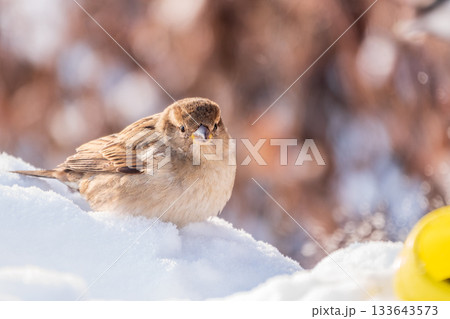 House Sparrow, Passer domesticus, standing in the snow. 133643573