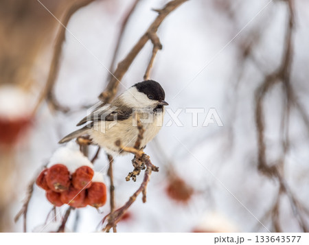 Cute bird the willow tit, song bird sitting on a branch without leaves in the winter. 133643577