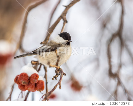 Cute bird the willow tit, song bird sitting on a branch without leaves in the winter. 133643578