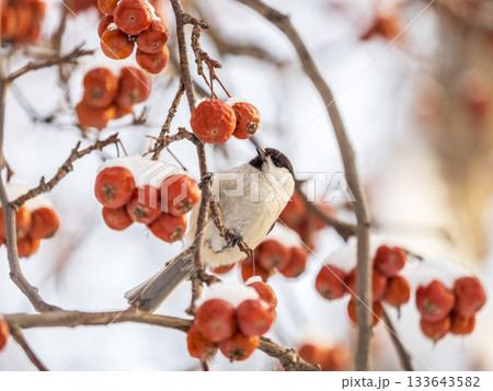 Cute bird the willow tit, song bird sitting on a branch without leaves in the winter. Cute bird the willow tit, song bird sitting on a branch without leaves in the winter. 133643582