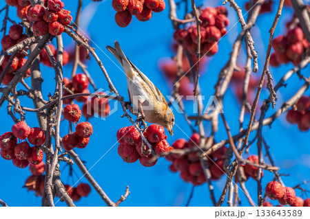 Brambling (Fringilla montifringilla) feeds on apples in winter. Brambling (Fringilla montifringilla) feeds on apples in winter. 133643589