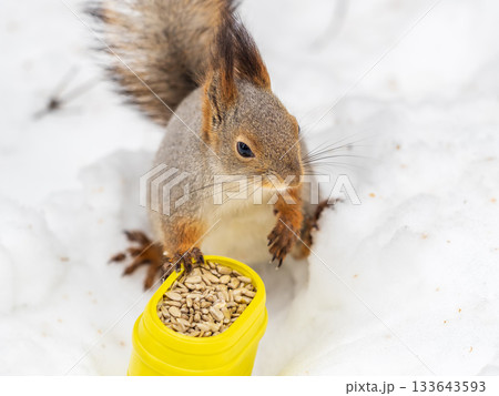 The squirrel in winter sits on white snow. The squirrel in winter sits on white snow. 133643593