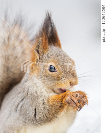 The squirrel in winter sits on white snow. The squirrel in winter sits on white snow. 133643594