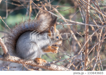 The squirrel with nut sits on tree in the winter or late autumn 133643603