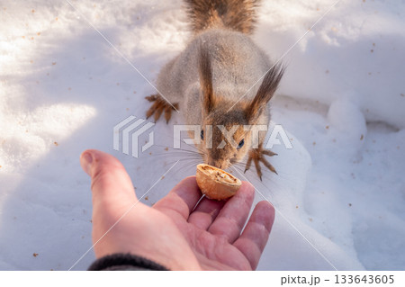Squirrel eats nuts from a man's hand. Caring for animals in winter or autumn. 133643605