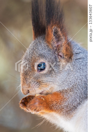 The squirrel with nut sits on tree in the winter or late autumn 133643607