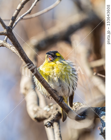 Eurasian siskin male, latin name spinus spinus, sitting on branch of tree. Cute little yellow songbird. Eurasian siskin male, latin name spinus spinus, sitting on branch of tree. Cute little yellow songbird. 133643608