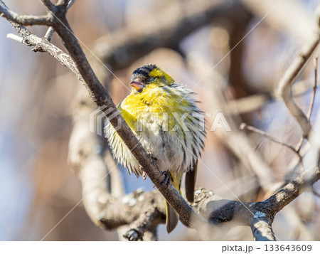 Eurasian siskin male, latin name spinus spinus, sitting on branch of tree. Cute little yellow songbird. 133643609