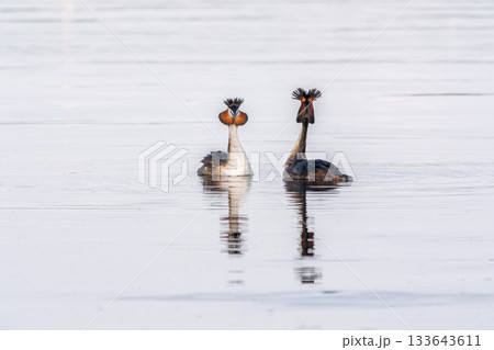Mating games of two water birds Great Crested Grebes. Two waterfowl birds Great Crested Grebes swim in the lake with heart shaped silhouette Mating games of two water birds Great Crested Grebes. Two waterfowl birds Great Crested Grebes swim in the lake with heart shaped silhouette 133643611