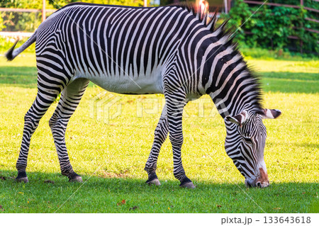 Grevy's zebra, lat Equus grevyi, also known as the imperial zebra eats green grass. Grevy's zebra, lat Equus grevyi, also known as the imperial zebra eats green grass. 133643618