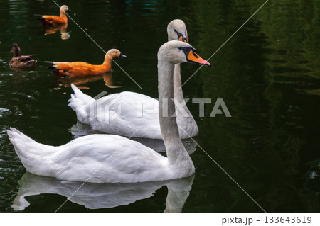 Two Graceful white Swans swimming in the lake, swans in the wild 133643619