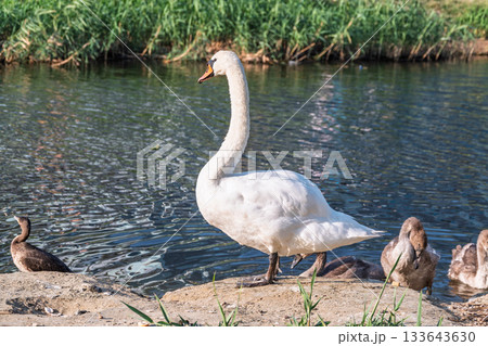Wild swans with their offspring on a pond in the reeds. Incredibly beautiful nature and birds. 133643630