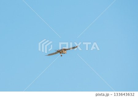 Common kestrel, Falco tinnunculus, hovered in the air in search of prey 133643632