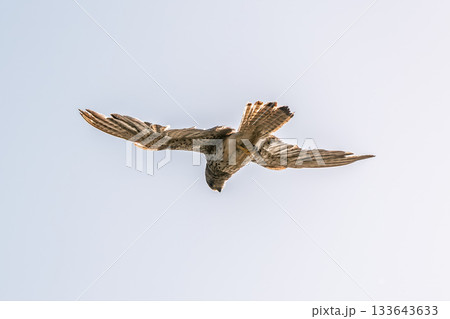 Common kestrel, Falco tinnunculus, hovered in the air in search of prey Common kestrel, Falco tinnunculus, hovered in the air in search of prey 133643633