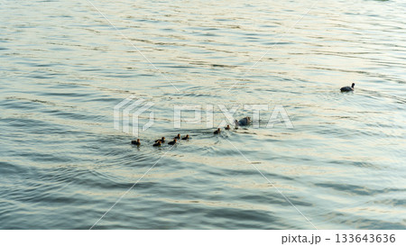 Eurasian Coot with Chicks Swimming on Lake Eurasian Coot with Chicks Swimming on Lake 133643636