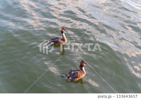 The water bird Great crested Grebe, Podiceps cristatus, swimming in the lake, and its cute babies riding on its back The water bird Great crested Grebe, Podiceps cristatus, swimming in the lake, and its cute babies riding on its back 133643637