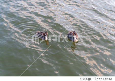The water bird Great crested Grebe, Podiceps cristatus, swimming in the lake, and its cute babies riding on its back The water bird Great crested Grebe, Podiceps cristatus, swimming in the lake, and its cute babies riding on its back 133643638