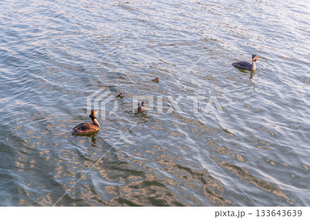 The waterfowl bird, great crested grebe with chick, swimming in the lake. The waterfowl bird, great crested grebe with chick, swimming in the lake. 133643639