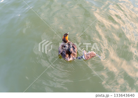The waterfowl bird, great crested grebe with chick, swimming in the lake. 133643640