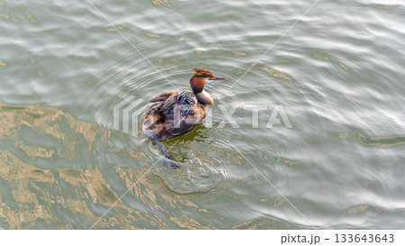 The water bird Great crested Grebe, Podiceps cristatus, swimming in the lake, and its cute babies riding on its back 133643643