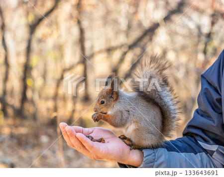 A squirrel in the spring or autumn eats nuts from a human hand. Eurasian red squirrel, Sciurus vulgaris A squirrel in the spring or autumn eats nuts from a human hand. Eurasian red squirrel, Sciurus vulgaris 133643691