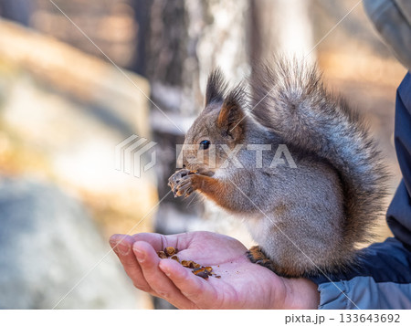 A squirrel in the spring or autumn eats nuts from a human hand. Eurasian red squirrel, Sciurus vulgaris A squirrel in the spring or autumn eats nuts from a human hand. Eurasian red squirrel, Sciurus vulgaris 133643692