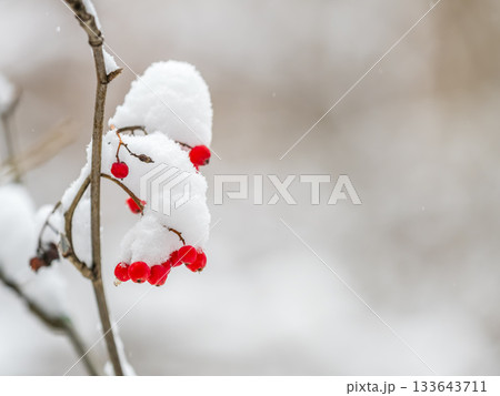 Red Rowan Berries Covered With Fresh Snow. 133643711