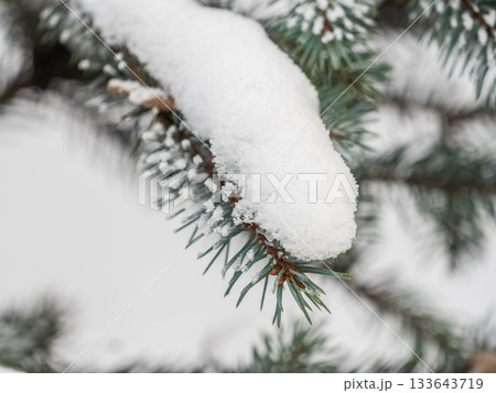 Green fir branches in winter covered with snow. Branches of fir tree as background. Frosty spruce branches. Outdoor with snowy winter nature. Forest landscape Green fir branches in winter covered with snow. Branches of fir tree as background. Frosty spruce branches. Outdoor with snowy winter nature. Forest landscape 133643719