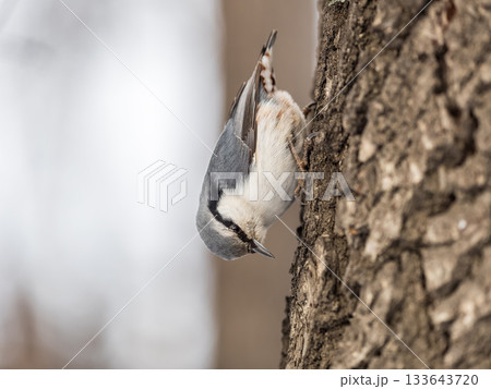 Eurasian nuthatch or wood nuthatch, lat. Sitta europaea, sitting on a tree trunk with a blurred background. Eurasian nuthatch or wood nuthatch, lat. Sitta europaea, sitting on a tree trunk with a blurred background. 133643720