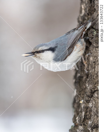 Eurasian nuthatch or wood nuthatch, lat. Sitta europaea, sitting on a tree trunk with a blurred background. 133643722