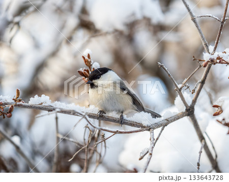 Cute bird the willow tit, song bird sitting on a branch without leaves in the winter. Cute bird the willow tit, song bird sitting on a branch without leaves in the winter. 133643728