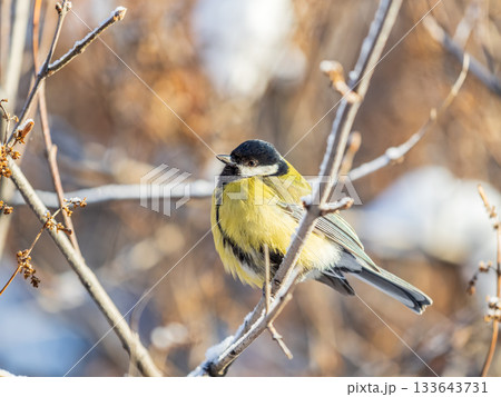 Cute bird Great tit, songbird sitting on the nice branch with beautiful autumn background 133643731