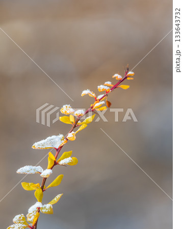 Autumn branches with yellow and red leaves covered in snow. 133643732
