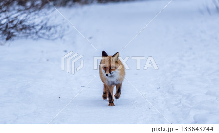 European Red Fox (Vulpes vulpes) in winter forest European Red Fox (Vulpes vulpes) in winter forest 133643744