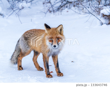European Red Fox (Vulpes vulpes) in winter forest European Red Fox (Vulpes vulpes) in winter forest 133643746