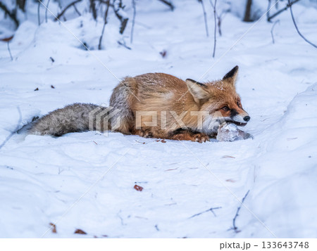 European Red Fox (Vulpes vulpes) in winter forest European Red Fox (Vulpes vulpes) in winter forest 133643748