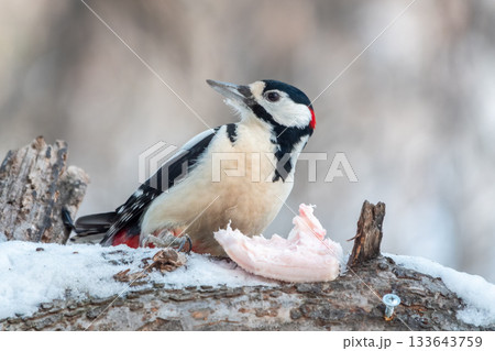 Little woodpecker sits on a tree trunk with snow in winter. The great spotted woodpecker, Dendrocopos major 133643759