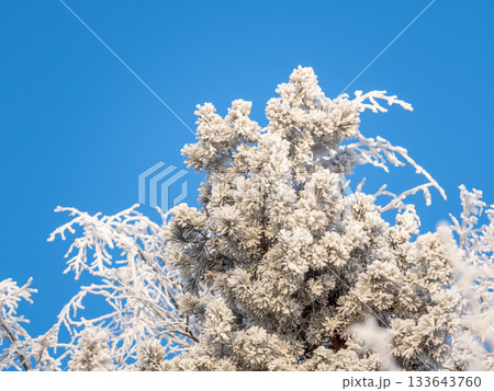 Pine branch with needles is covered with snow in the sunset light Pine branch with needles is covered with snow in the sunset light 133643760