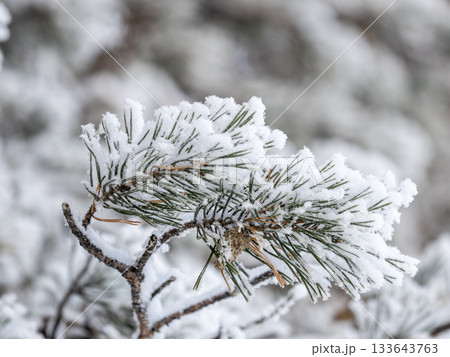 Pine branch with needles is covered with snow in the sunset light 133643763