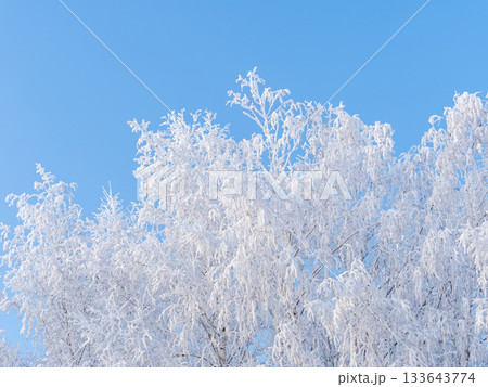 Tree branches in winter covered with snow and frost in snowfall on blue sky background. Frozen tree branches. Tree branches in winter covered with snow and frost in snowfall on blue sky background. Frozen tree branches. 133643774