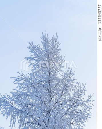 Tree branches in winter covered with snow and frost in snowfall on blue sky background. Frozen tree branches. Tree branches in winter covered with snow and frost in snowfall on blue sky background. Frozen tree branches. 133643777