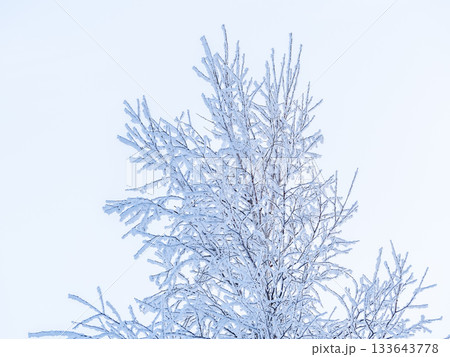 Tree branches in winter covered with snow and frost in snowfall on blue sky background. Frozen tree branches. 133643778
