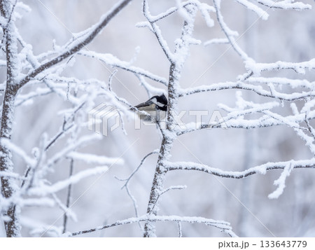 Beautiful bird Coal tit, lat. Periparus ater, sitting on a branch without leaves in the autumn or winter. 133643779