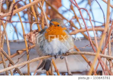 Cute bird the European Robin, Erithacus rubecula. sitting on the tree branch in winter. 133643781
