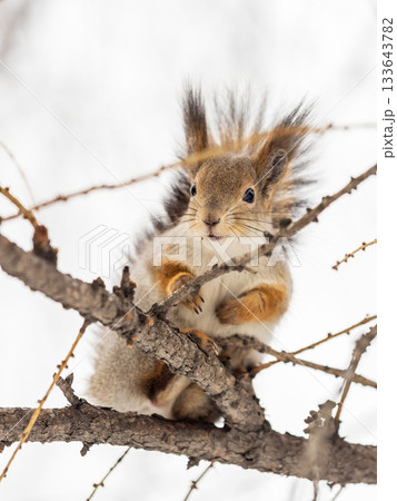 The squirrel sits on a branches without leaves in the winter or autumn 133643782