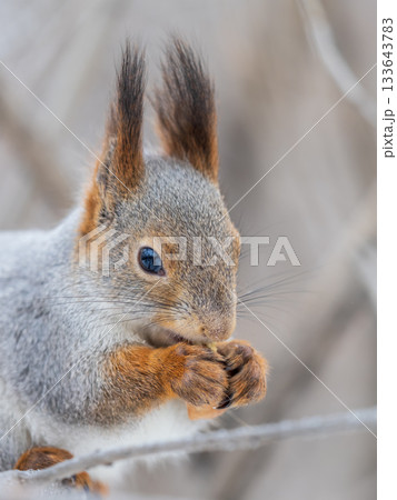The squirrel with nut sits on tree in the winter or late autumn 133643783