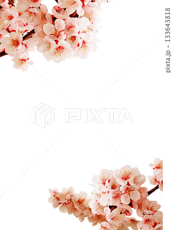 梅の花 梅の花 133643818