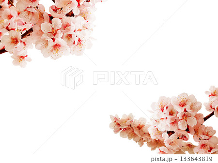 梅の花 133643819